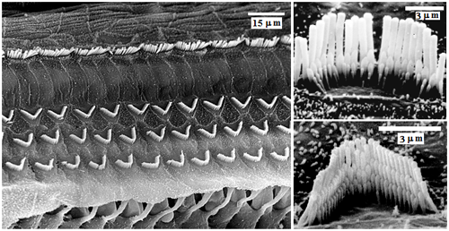 Cellules ciliées