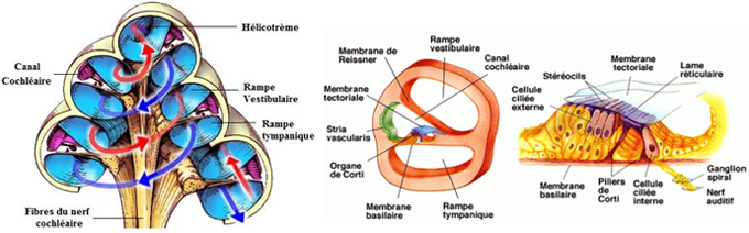 Coupes schématiques de la cochlée, de l'une de ses rampes et de l'organe de Corti