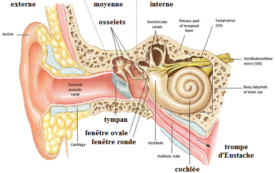 Anatomie de l'oreille humaine
