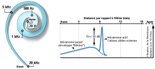 Tonotopie acoustique