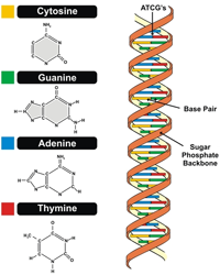 Chaîne ADN