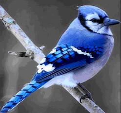 Bluejay geai bleu